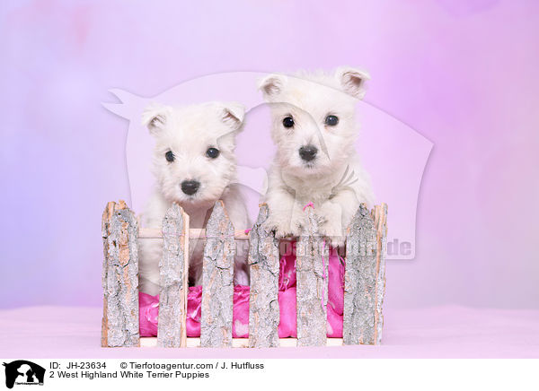 2 West Highland White Terrier Puppies / JH-23634