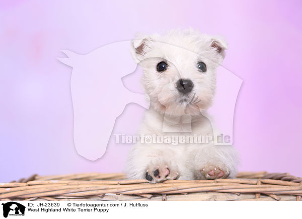West Highland White Terrier Puppy / JH-23639