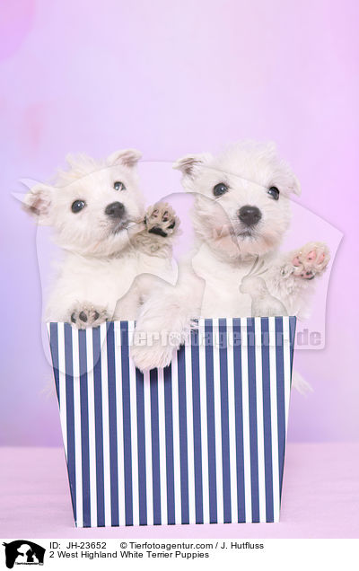 2 West Highland White Terrier Puppies / JH-23652