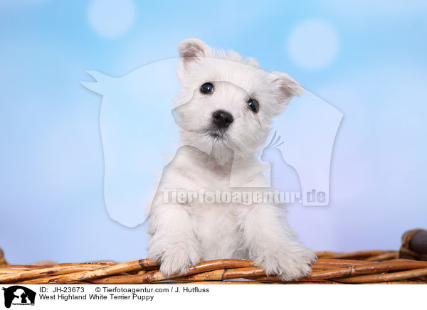 West Highland White Terrier Puppy / JH-23673