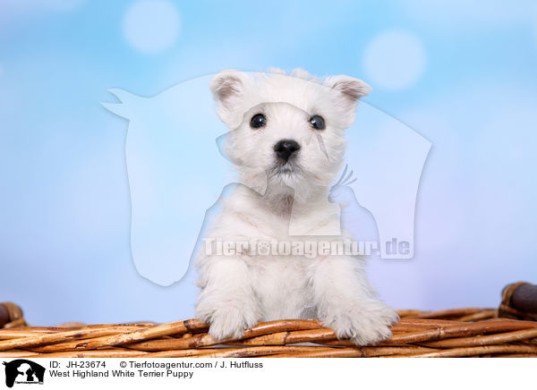 West Highland White Terrier Puppy / JH-23674
