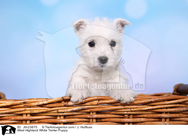 West Highland White Terrier Puppy / JH-23675