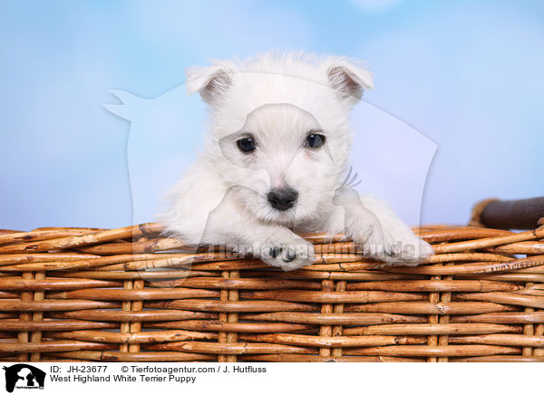 West Highland White Terrier Puppy / JH-23677