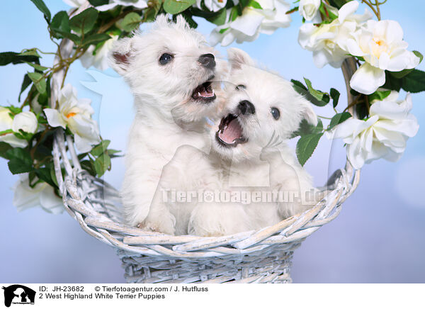 2 West Highland White Terrier Puppies / JH-23682