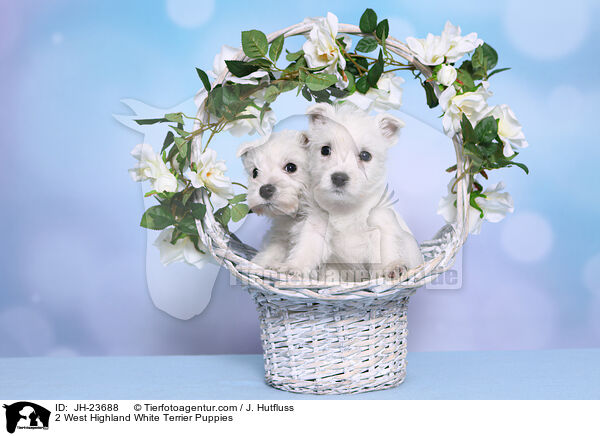 2 West Highland White Terrier Puppies / JH-23688