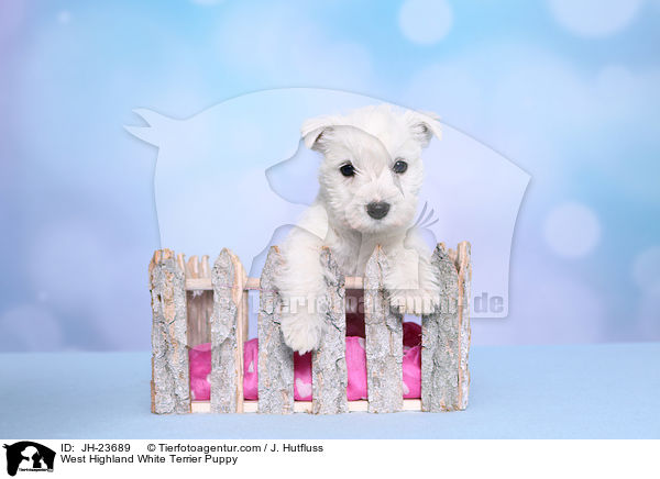 West Highland White Terrier Puppy / JH-23689
