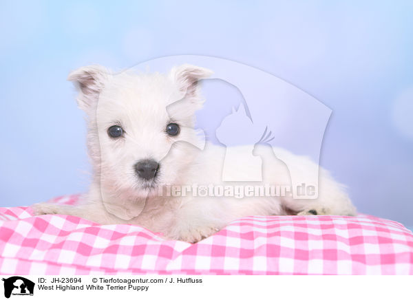 West Highland White Terrier Puppy / JH-23694