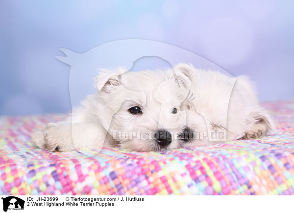 2 West Highland White Terrier Puppies / JH-23699