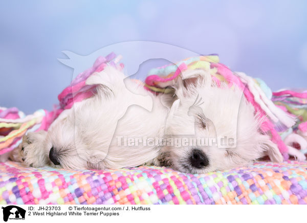 2 West Highland White Terrier Puppies / JH-23703