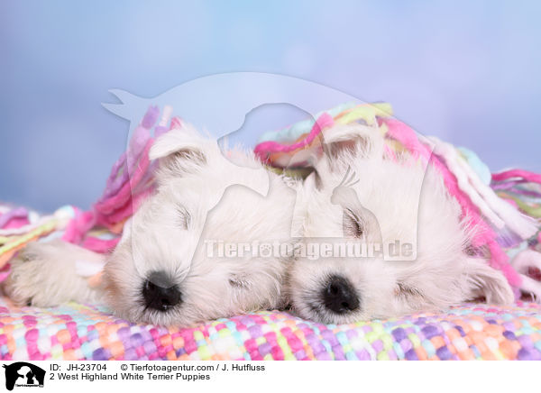 2 West Highland White Terrier Puppies / JH-23704