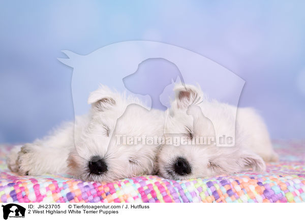 2 West Highland White Terrier Puppies / JH-23705