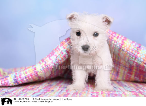 West Highland White Terrier Puppy / JH-23706