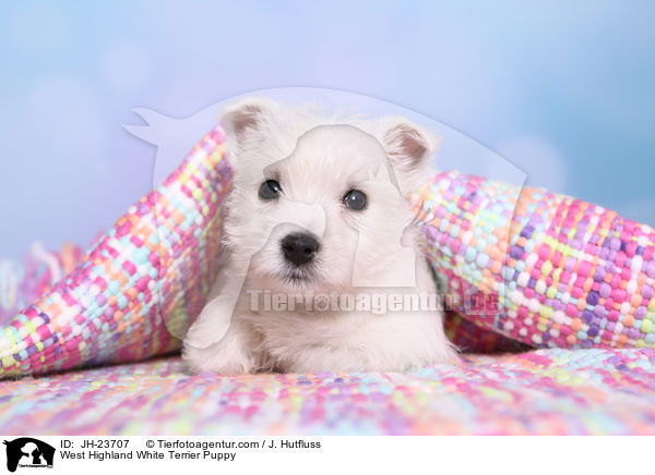 West Highland White Terrier Puppy / JH-23707