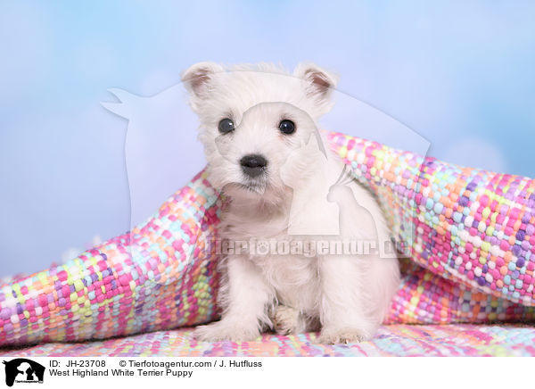 West Highland White Terrier Puppy / JH-23708