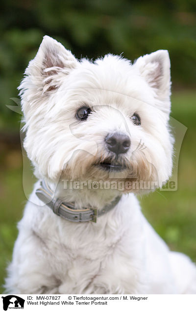 West Highland White Terrier Portrait / MW-07827