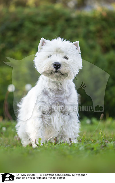 standing West Highland White Terrier / MW-07988