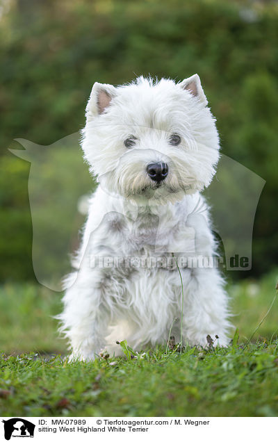 sitting West Highland White Terrier / MW-07989