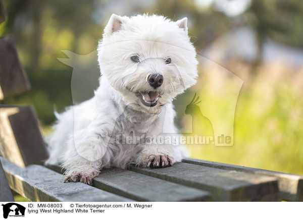 lying West Highland White Terrier / MW-08003