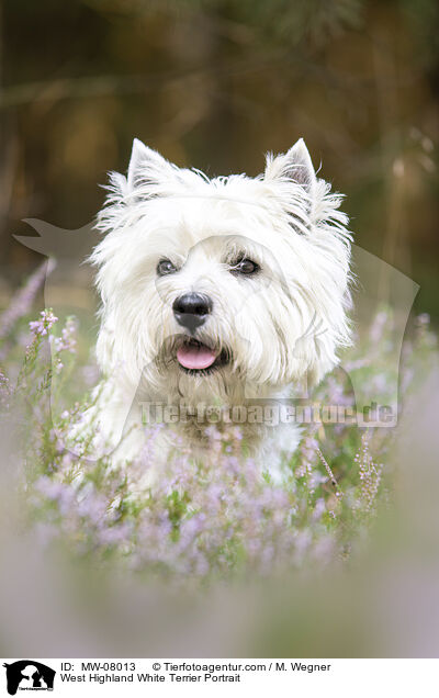 West Highland White Terrier Portrait / West Highland White Terrier Portrait / MW-08013