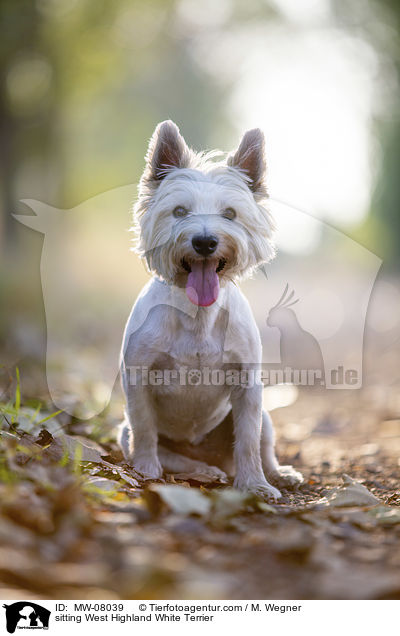 sitting West Highland White Terrier / MW-08039