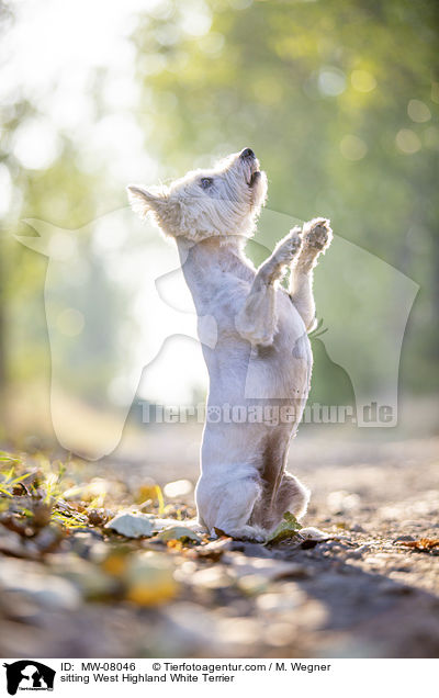 sitting West Highland White Terrier / MW-08046
