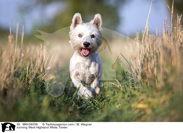 running West Highland White Terrier / MW-08058