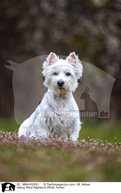 sitting West Highland White Terrier / MAH-02091