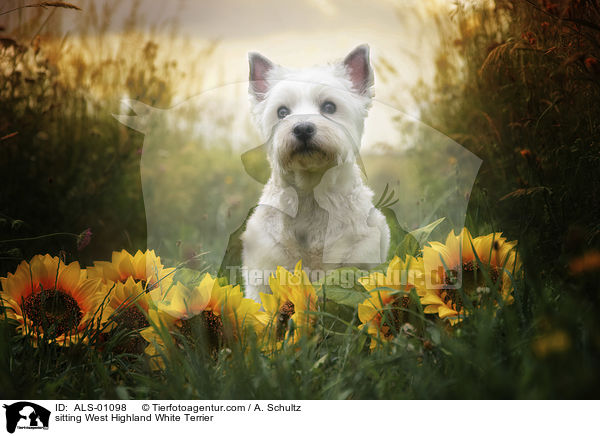 sitting West Highland White Terrier / ALS-01098