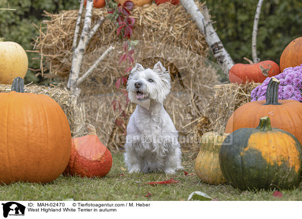 West Highland White Terrier in autumn / MAH-02470