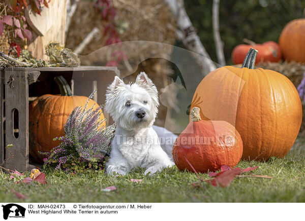 West Highland White Terrier in autumn / MAH-02473