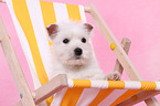 West Highland White Terrier Puppy