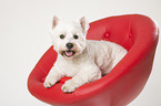 lying West Highland White Terrier