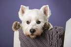 West Highland White Terrier Portrait