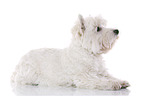 lying West Highland White Terrier