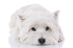 lying West Highland White Terrier