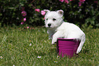 West Highland White Terrier Puppy