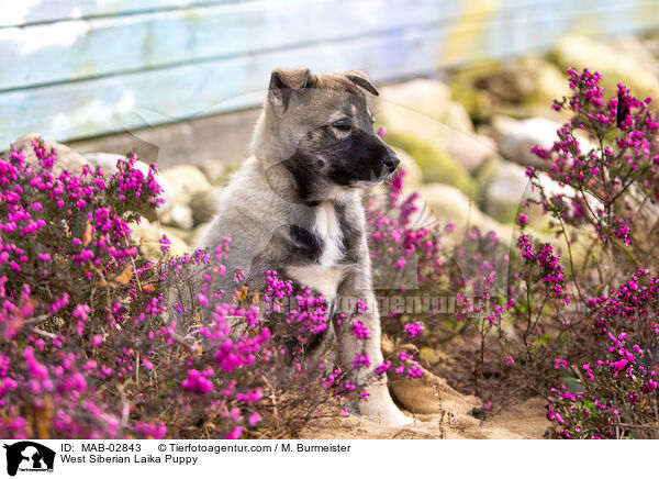 West Siberian Laika Puppy / MAB-02843