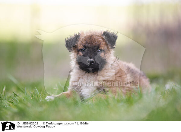 Westerwlder Kuhhund Welpe / Westerwald Cowdog Puppy / JEG-02352