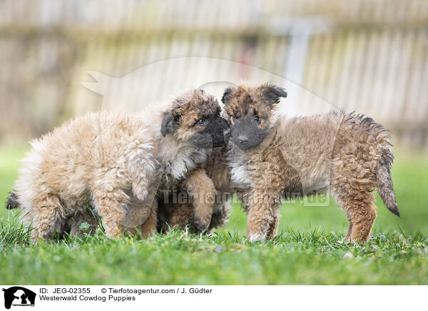Westerwlder Kuhhund Welpen / Westerwald Cowdog Puppies / JEG-02355