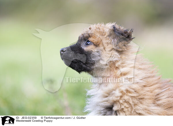 Westerwald Cowdog Puppy / JEG-02359
