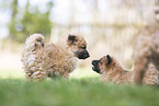 Westerwald Cowdog Puppies