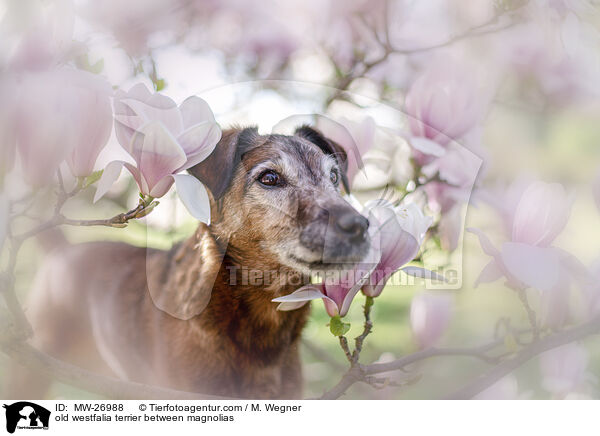 alter Westfalenterrier zwischen Magnolien / old westfalia terrier between magnolias / MW-26988