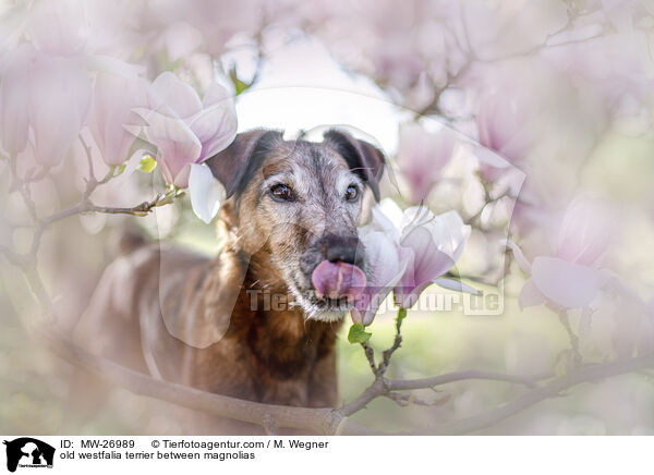 alter Westfalenterrier zwischen Magnolien / old westfalia terrier between magnolias / MW-26989