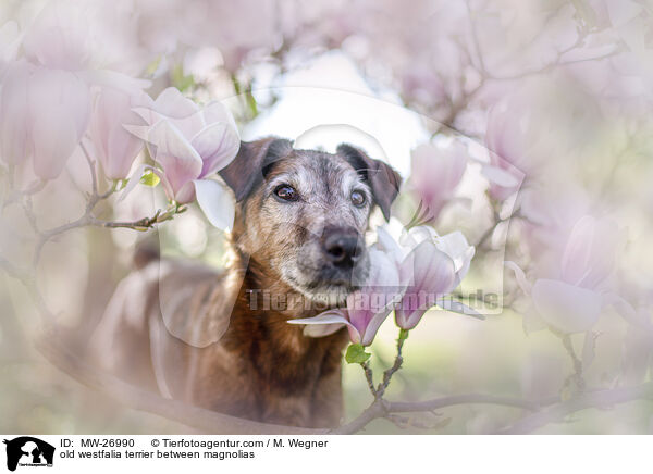 alter Westfalenterrier zwischen Magnolien / old westfalia terrier between magnolias / MW-26990