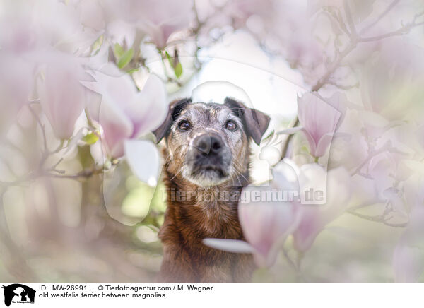 alter Westfalenterrier zwischen Magnolien / old westfalia terrier between magnolias / MW-26991