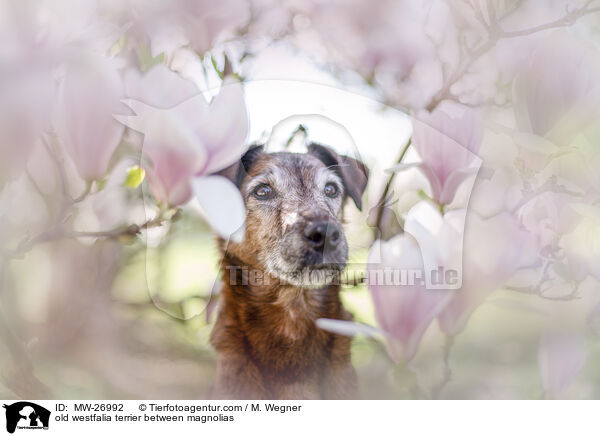 alter Westfalenterrier zwischen Magnolien / old westfalia terrier between magnolias / MW-26992