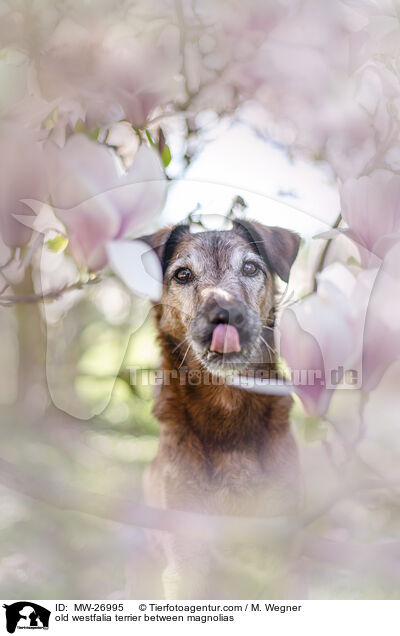 old westfalia terrier between magnolias / MW-26995