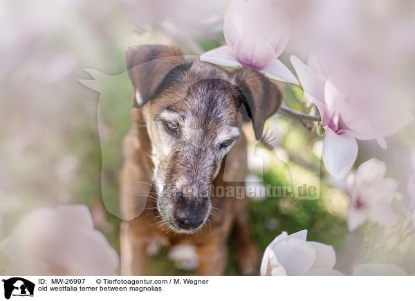 alter Westfalenterrier zwischen Magnolien / old westfalia terrier between magnolias / MW-26997