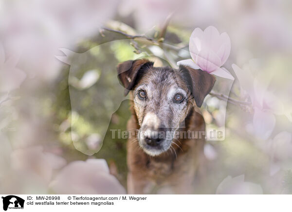 alter Westfalenterrier zwischen Magnolien / old westfalia terrier between magnolias / MW-26998