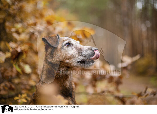 alter Westfalenterrier im Herbst / old westfalia terrier in the autumn / MW-27079